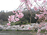 Omorishiroyama Park Hanami