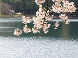 Sakura at Lake Shibire