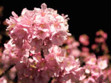 Kawazu Sakura at Night