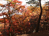 Koyo at Shuzenji Nature Park