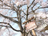 Hanami at Minoyama Park