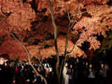 Nagatoro Koyo festival