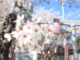 Sakura at Shiroyamainari