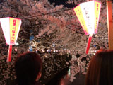 Hanami at Meguro River
