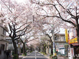 Setagaya Sakura Avenue