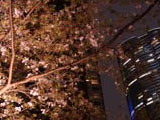 Sakura Zaka