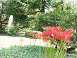 Higanbana in Hibiya Park