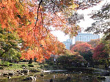 Koyo at Koishikawa Korakuen 