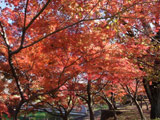 Koyo in Musashino Park