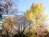 Koyo in Koganei Park