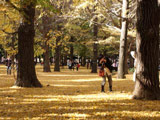 Koyo in Yoyogi park