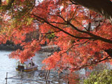 Koyo of Inokashira Park