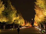 Lighten up Ginkgo of Yasukuni