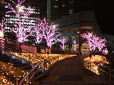 Winter Sakura at Meguro River