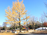 Showa Memorial Park