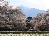 Sakura at Jissoji