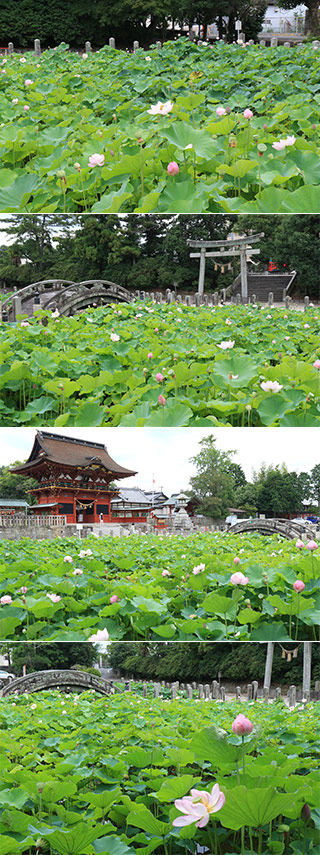 Lotus at Iga Hachimangu