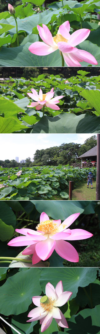 Lotus in Chiba Park