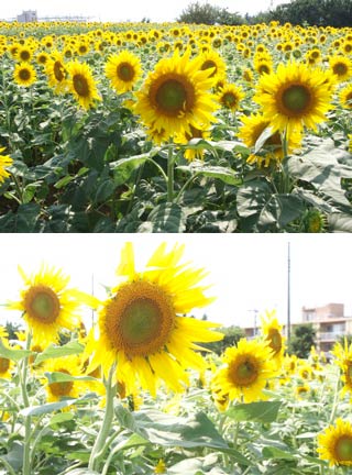 Sunflower around Ashizawa park