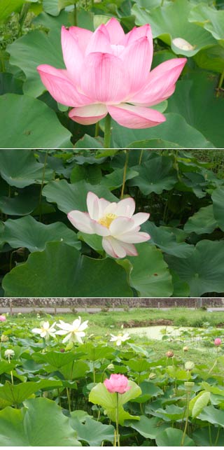 Nakai Lotus Pond