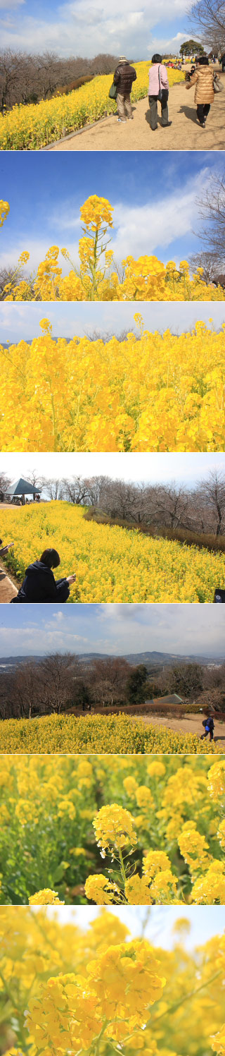 吾妻山公園の 菜の花