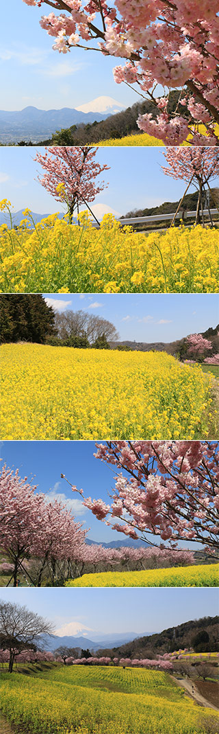 Shinokubo Field Mustard & Sakura