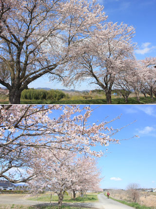 Hanami at Manogawa River