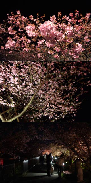 河津夜桜