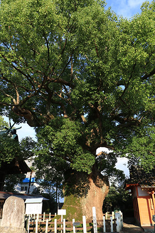 Camphor Tree of Yoka Shrine