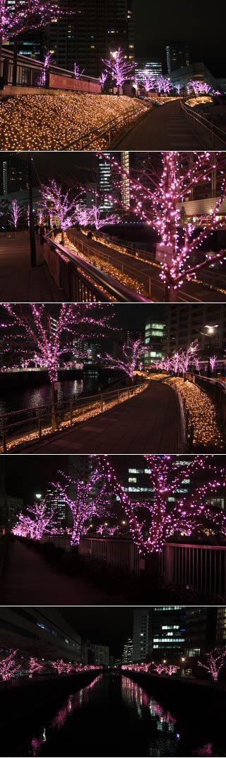 Winter Sakura at Meguro River