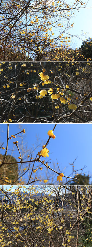 Robai at Ogakihanayama