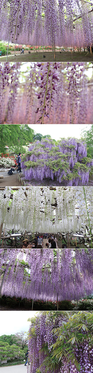 Wisteria at Ashikaga Flower Park