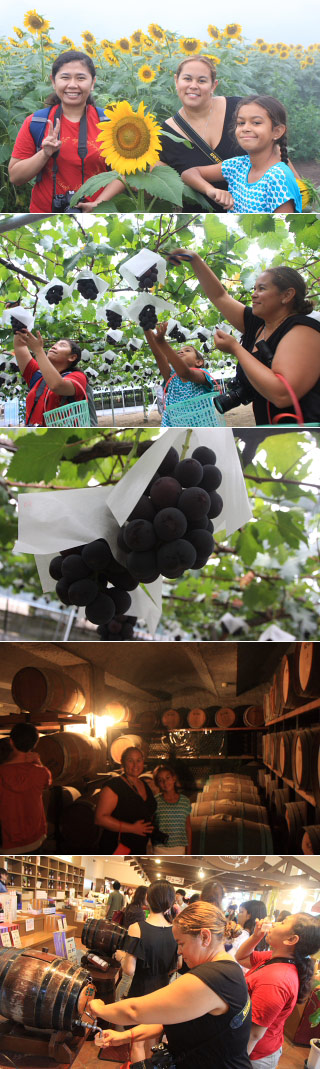 Shiki Bus Sunflower & Grape Picking