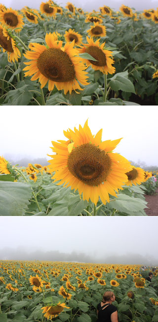 Akeno Sunflower Farm
